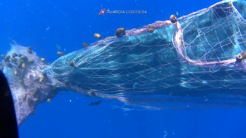 Italian coastguard work to free sperm whale entangled in fishing