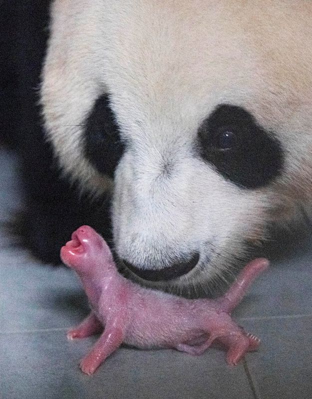 The seven-year-old female panda Ai Bao and its cub are