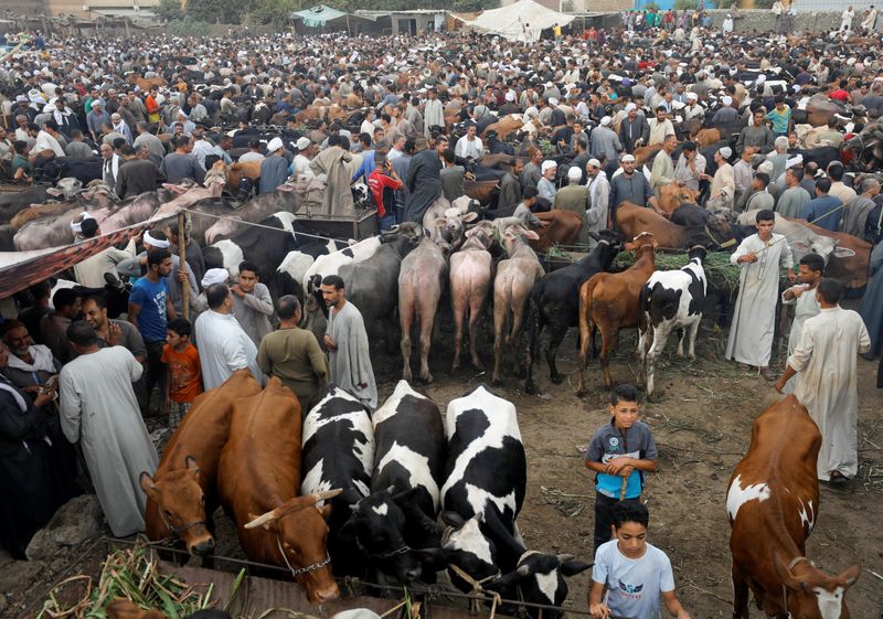 A general view of a cattle market in Al Manashi