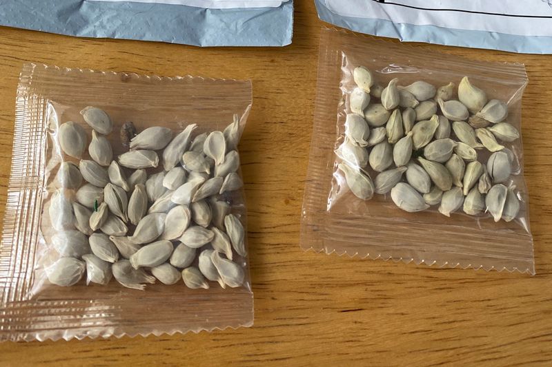 Packages of unidentified seeds which appear to have been mailed