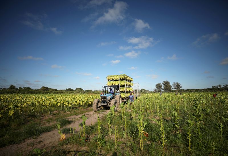 FILE PHOTO: Workers harvest  tobacco at a farm outside