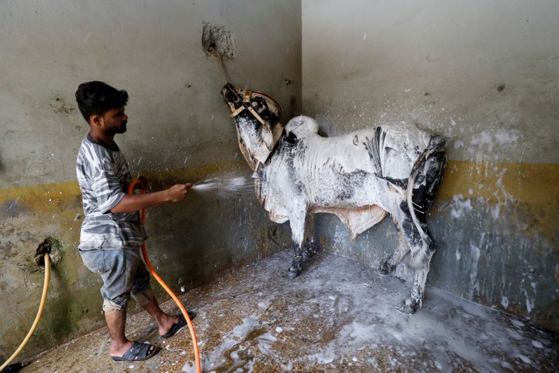 A worker applies foam to clean the bull during a