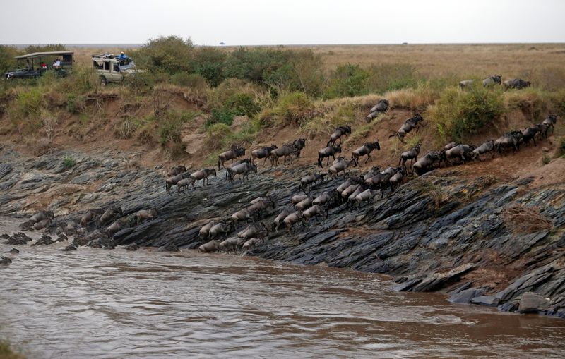 Wildebeests’ migration in the Maasai Mara game reserve
