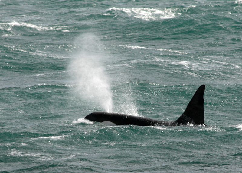 FILE PHOTO: To match feature ARGENTINA-ORCAS/