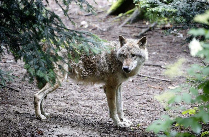 Wolf is seen in a near-natural enclosure at Langenberg Wildlife