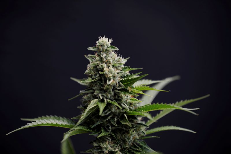 FILE PHOTO: Part of a medical cannabis plant is seen