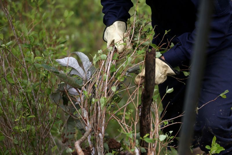 FILE PHOTO: Workers uproot coca plants during an eradication operation