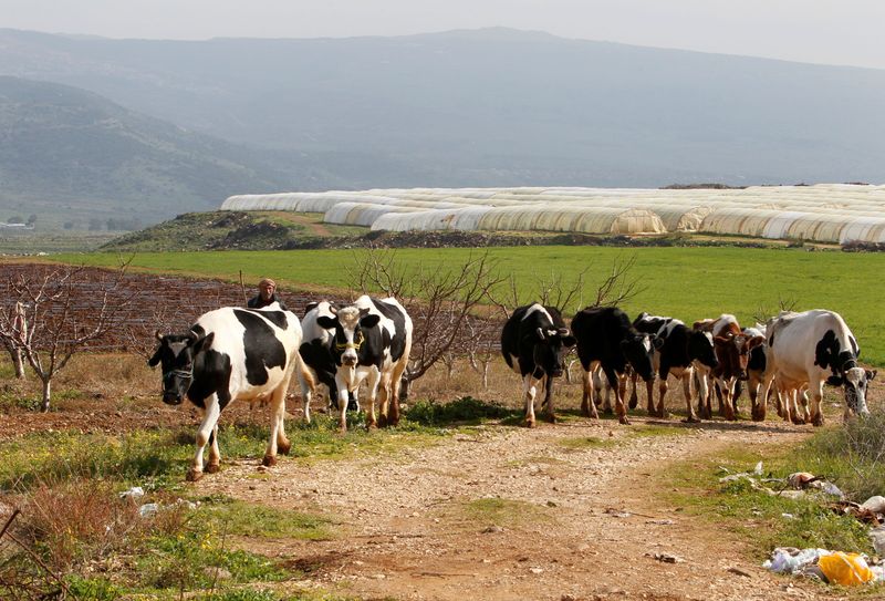 A shepherd herds cows in the village of Wazzani, near