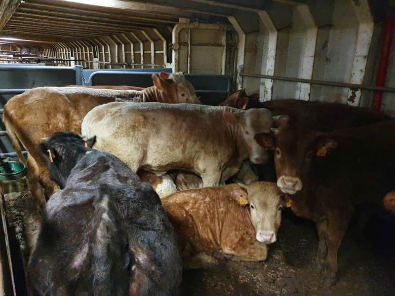 Cattle are seen on board of livestock ship “Karim Allah