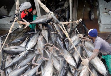 FILE PHOTO: Talks start to protect Indian Ocean’s depleting tuna