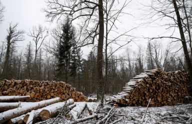 FILE PHOTO: Logged trees are seen at one of the