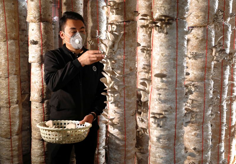 Rasool Rezaie collects mushrooms at his farm in Kabul