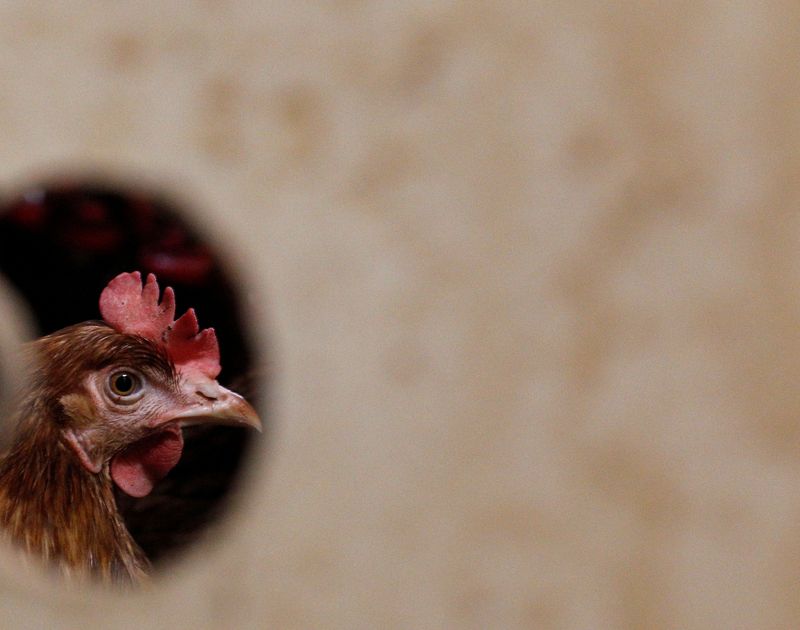 FILE PHOTO: A hen is pictured at an ecological chicken