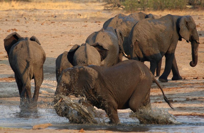 FILE PHOTO: A group of elephants are seen at a