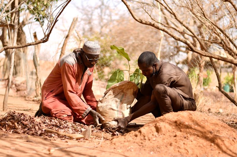 Sawadogo, a farmer, plants a tree in Ouahigouya