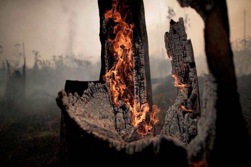 FILE PHOTO: A charred trunk is seen on a tract
