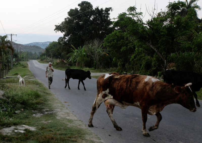 FILE PHOTO: Cuban farmhand Castillo, nicknamed Lilly, takes the cows