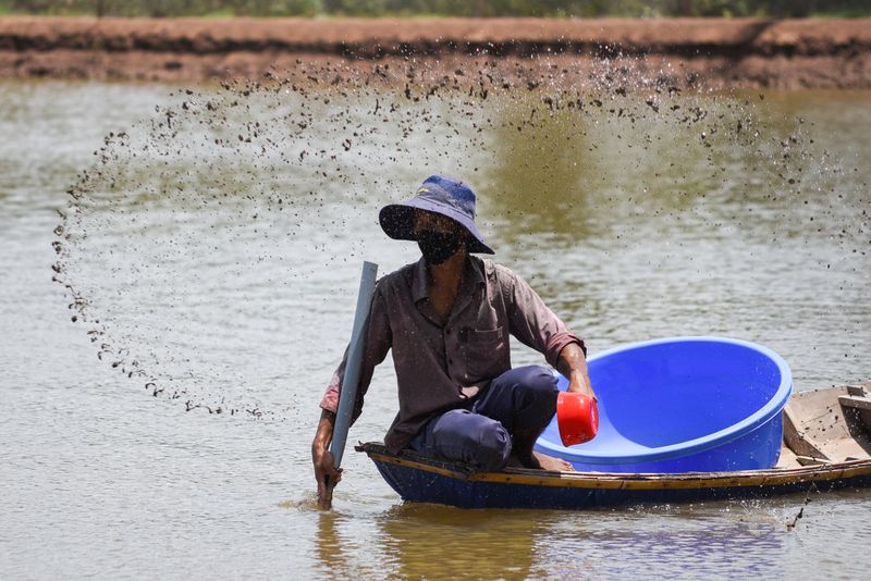 A shrimp farmer harvests in a pool in Soc Trang