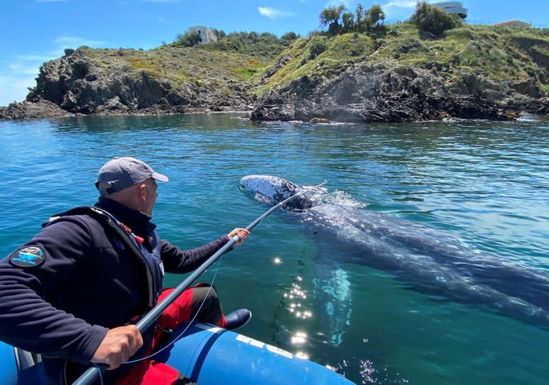 Wally, the lost gray whale calf in the Mediterranean Sea,