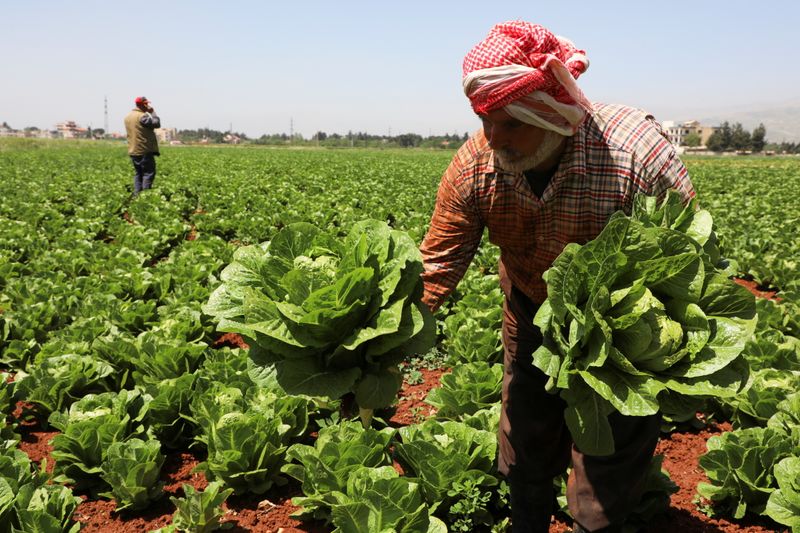 A farmer holds lettuce as he stands in a field