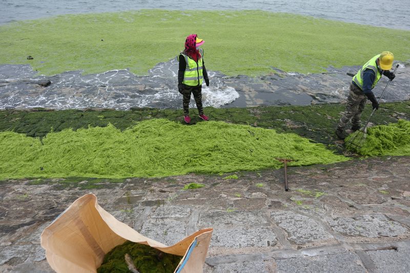 Workers clear algae along the coast in Qingdao