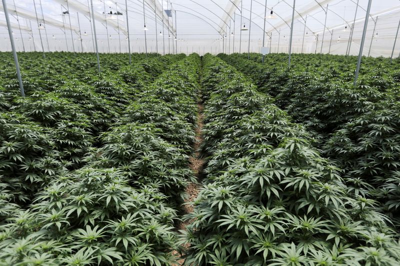 Cannabis plants are seen inside a greenhouse of the Clever