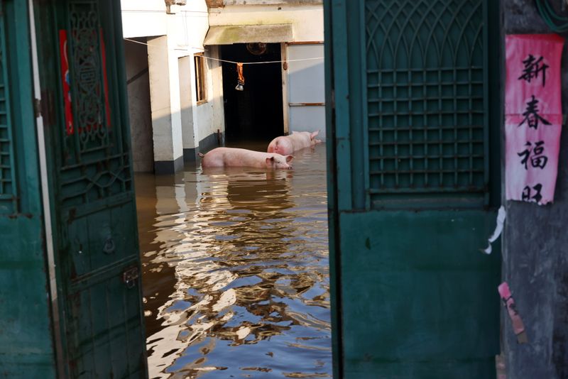 Pigs are seen amid floodwaters after heavy rainfall in Wangfan