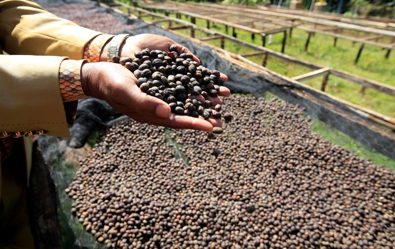 Worker holds coffee berries as they to sundry at the