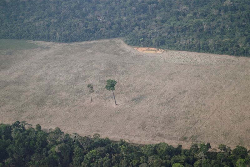 FILE PHOTO: An aerial view shows a tree at the