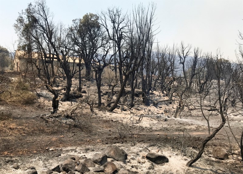 Burnt trees are seen following a wildfire in Zekri
