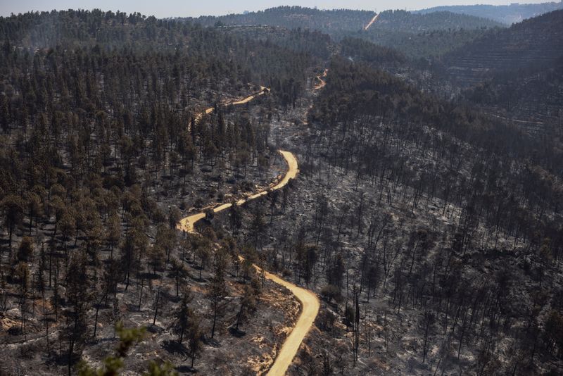 A view of a burned forest following a wildfire near