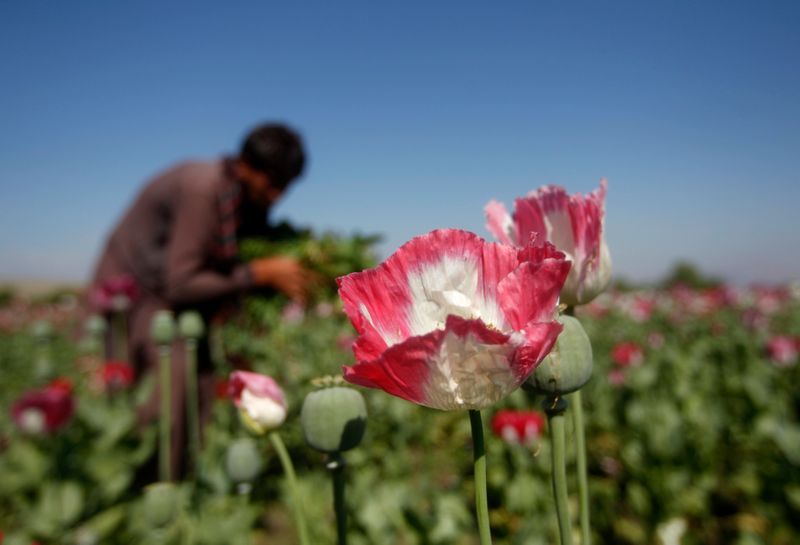 An Afghan man works on a poppy field in Jalalabad