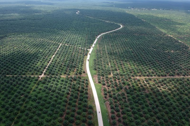 FILE PHOTO: An aerial photo of a palm oil plantation