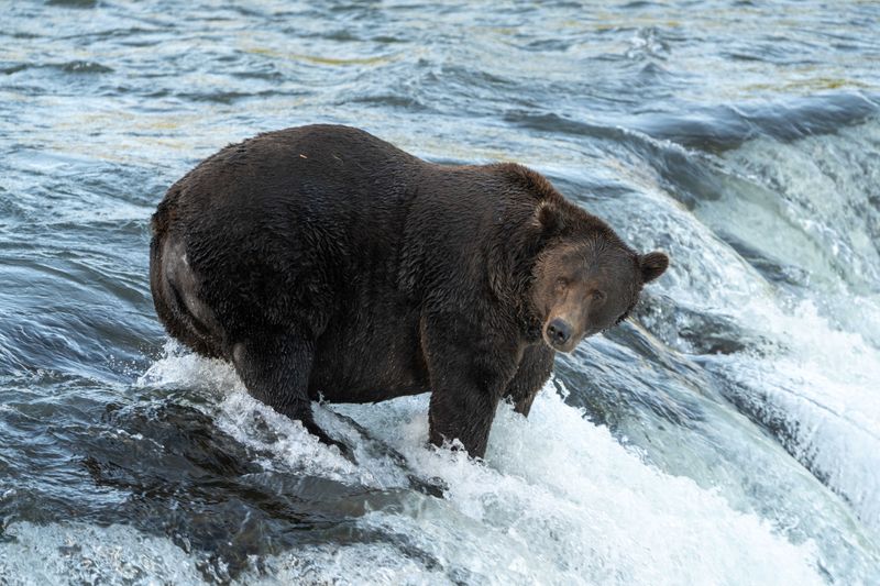 Brown bear 151 stands in a river hunting for salmon