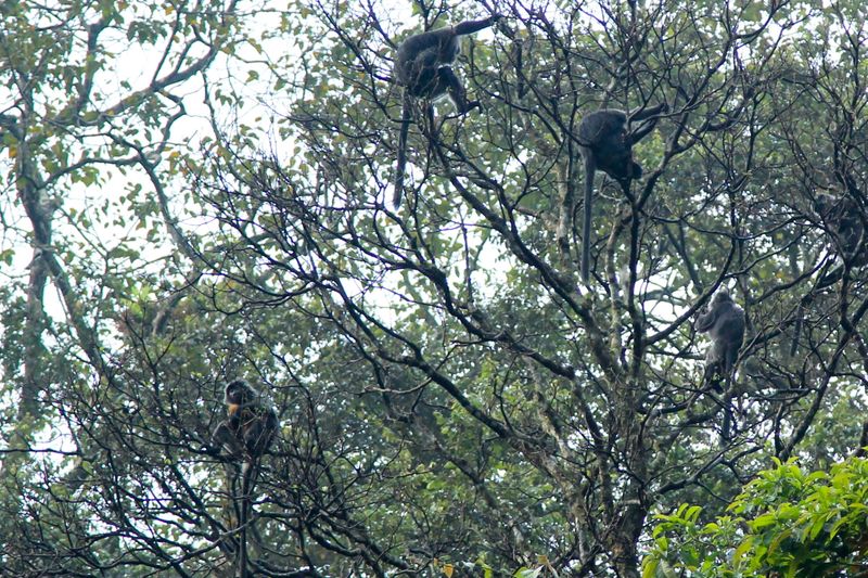 Silvery gibbons (Hylobates moloch), also known as the Javan gibbons,