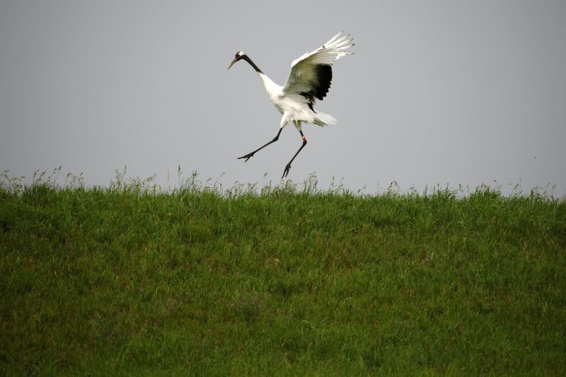 FILE PHOTO: A red-crowned crane spreads its wings in Zhalong