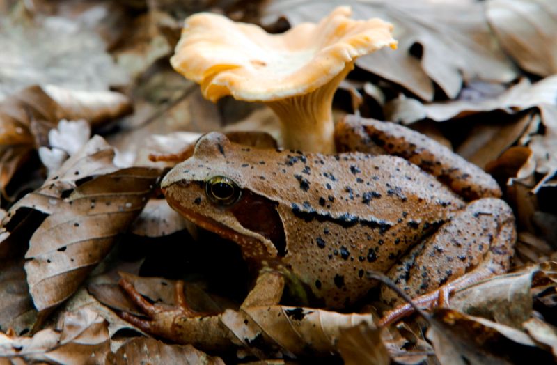 FILE PHOTO: A wood frog rests beside a chanterelle mushroom