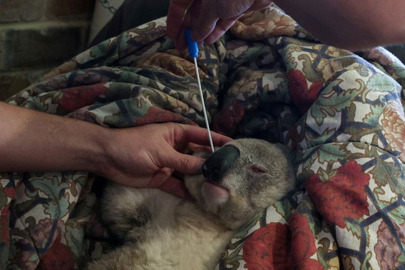 FILE PHOTO: A koala suffering from chlamydia undergoes health checks
