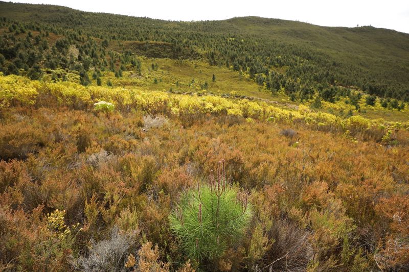 Invasive vegetation removed from South Africa’s Franschhoek mountains
