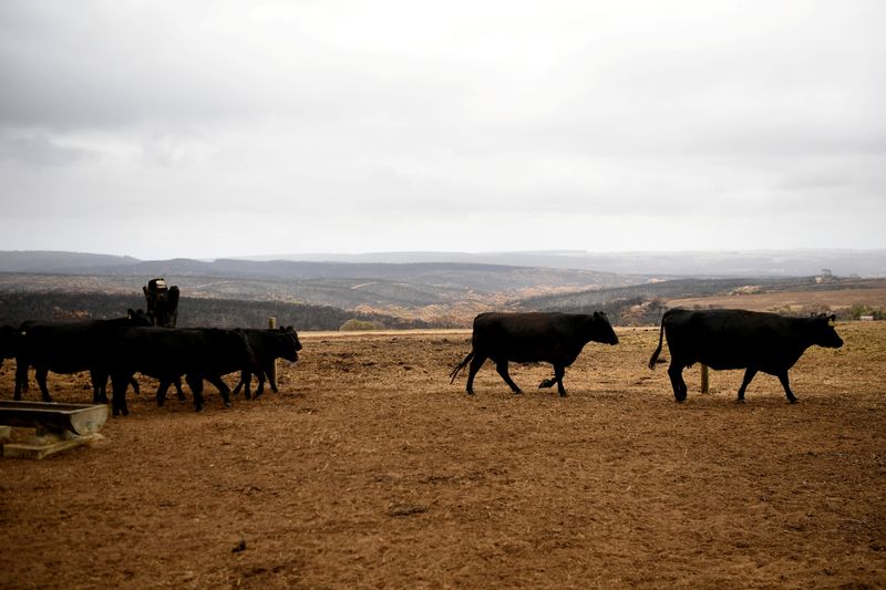FILE PHOTO: Cattle at a farm on Kangaroo Island, Australia