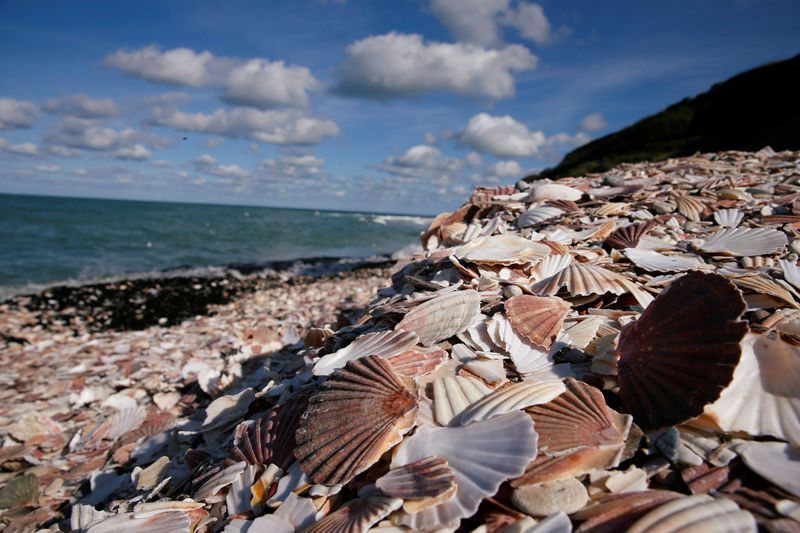 FILE PHOTO: Empty scallop shells are seen on beach in