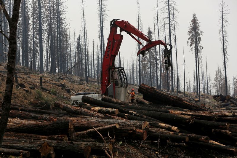FILE PHOTO: An active logging site is pictured among burned