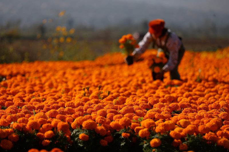 FILE PHOTO: A woman harvests Cempasuchil marigolds to be used