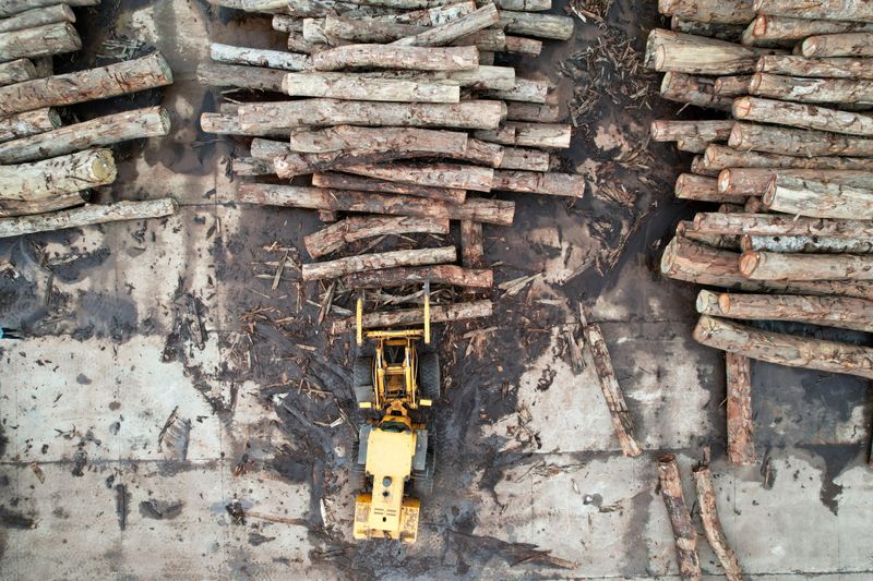 Gabon is betting that careful logging can safeguard the vast