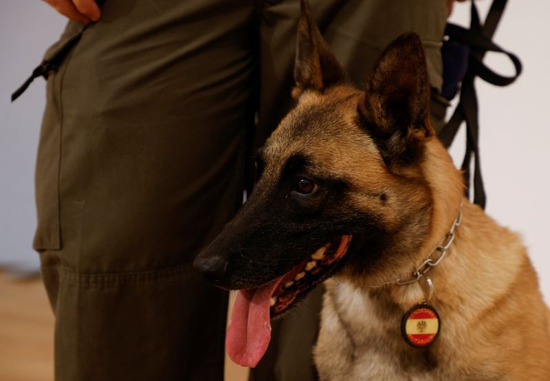 Austrian army reports on training dogs to detect COVID-19 in