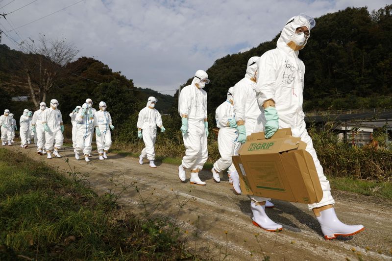 FILE PHOTO: Officials in protective suits head to a poultry