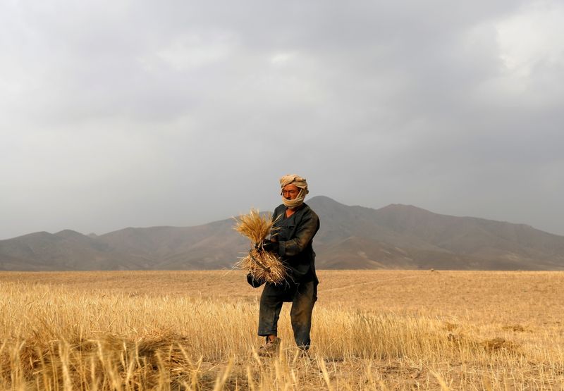 FILE PHOTO: An elderly Afghan man harvests wheat on the