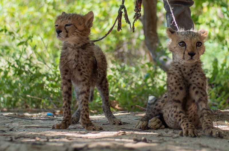Cheetah cubs rescued from poachers in Somaliland