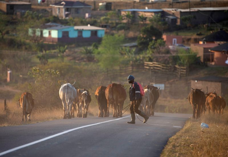 FILE PHOTO: A man herds cattle on communal land in