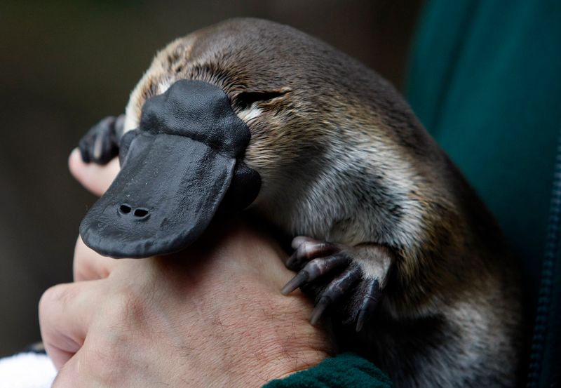 An adult male platypus named Millsom is carried by his